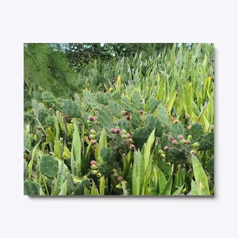 Island cacti